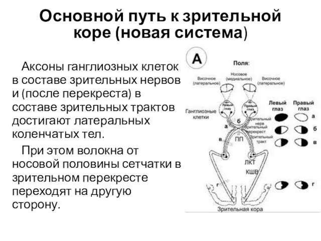 Основной путь к зрительной коре (новая система) Аксоны ганглиозных клеток в