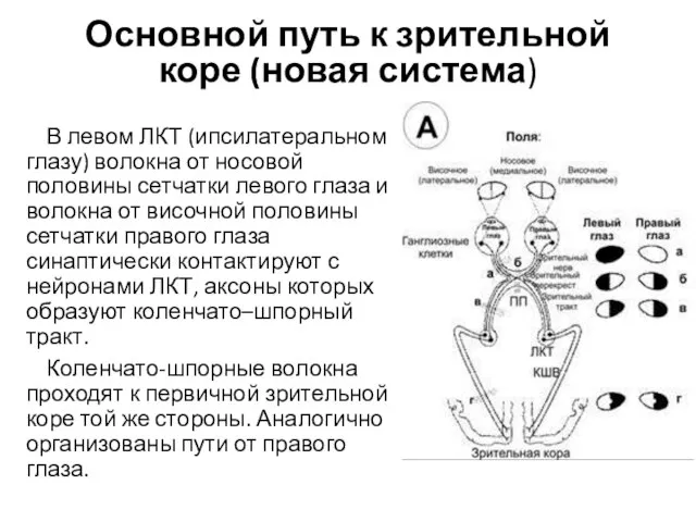 Основной путь к зрительной коре (новая система) В левом ЛКТ (ипсилатеральном