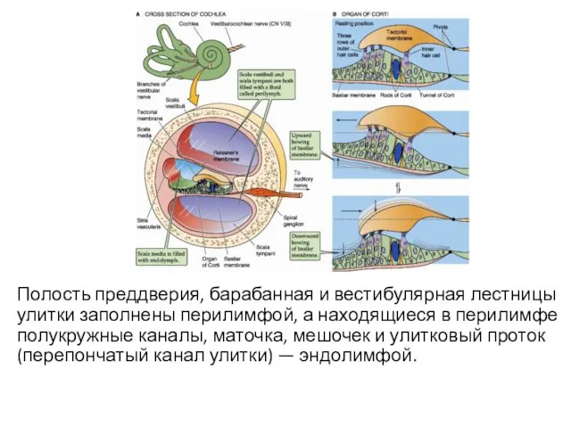 Полость преддверия, барабанная и вестибулярная лестницы улитки заполнены перилимфой, а находящиеся