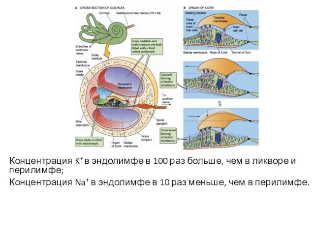 Концентрация K+ в эндолимфе в 100 раз больше, чем в ликворе