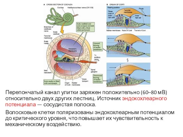 Перепончатый канал улитки заряжен положительно (60–80 мВ) относительно двух других лестниц.