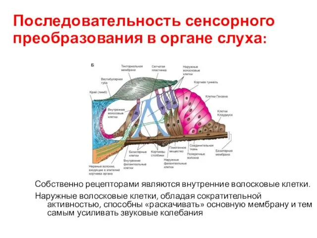 Последовательность сенсорного преобразования в органе слуха: Собственно рецепторами являются внутренние волосковые