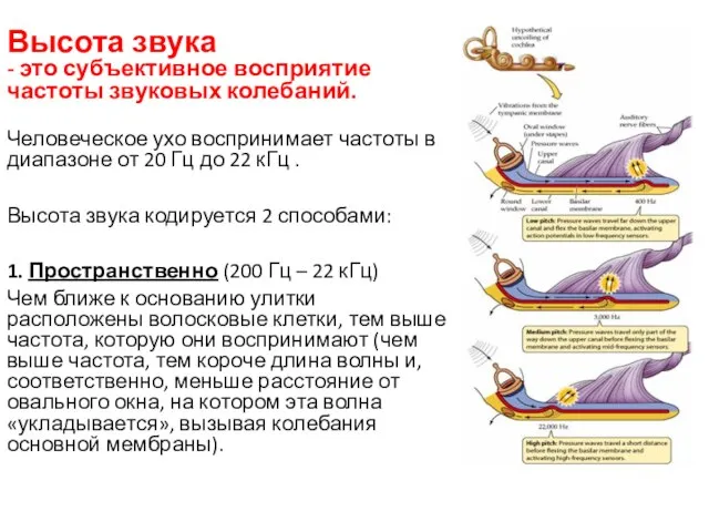 Высота звука - это субъективное восприятие частоты звуковых колебаний. Человеческое ухо