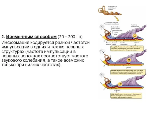 2. Временным способом (20 – 200 Гц) Информация кодируется разной частотой