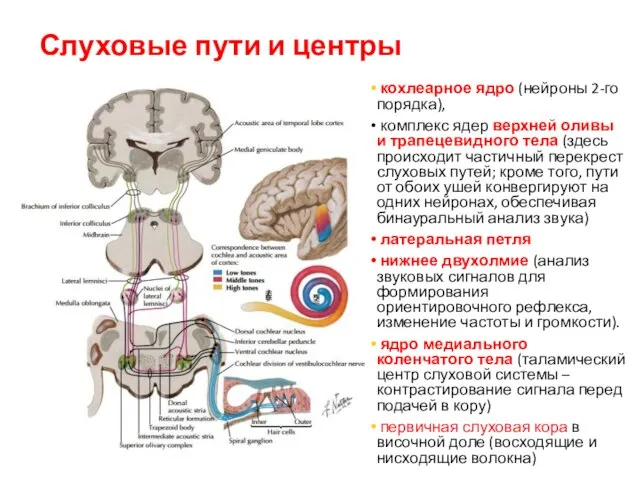 Слуховые пути и центры кохлеарное ядро (нейроны 2-го порядка), комплекс ядер