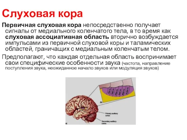 Слуховая кора Первичная слуховая кора непосредственно получает сигналы от медиального коленчатого