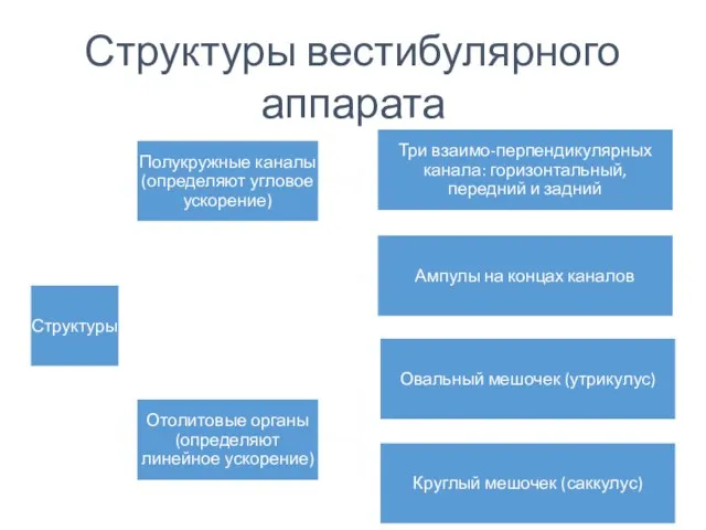 Структуры вестибулярного аппарата