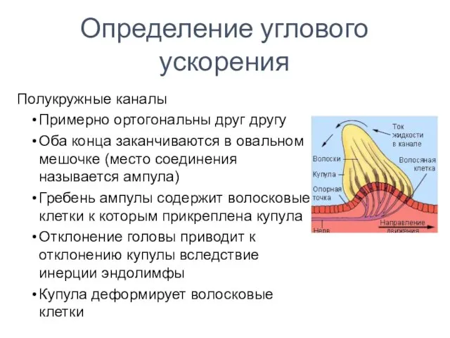 Определение углового ускорения Полукружные каналы Примерно ортогональны друг другу Оба конца