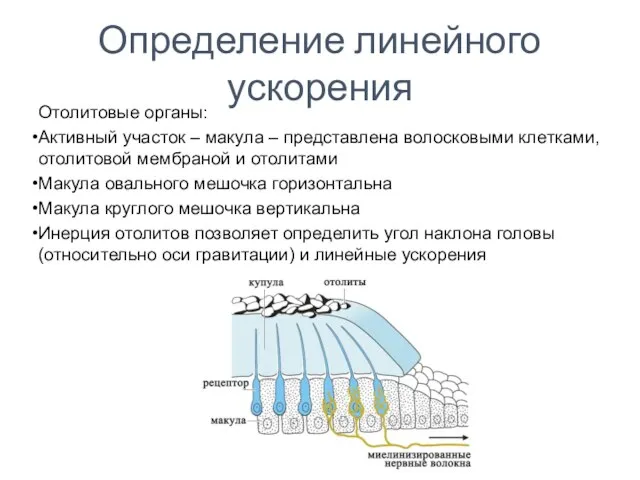 Определение линейного ускорения Отолитовые органы: Активный участок – макула – представлена