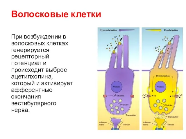 Волосковые клетки При возбуждении в волосковых клетках генерируется рецепторный потенциал и