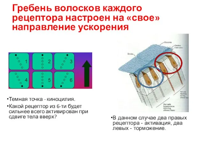 Гребень волосков каждого рецептора настроен на «свое» направление ускорения Темная точка