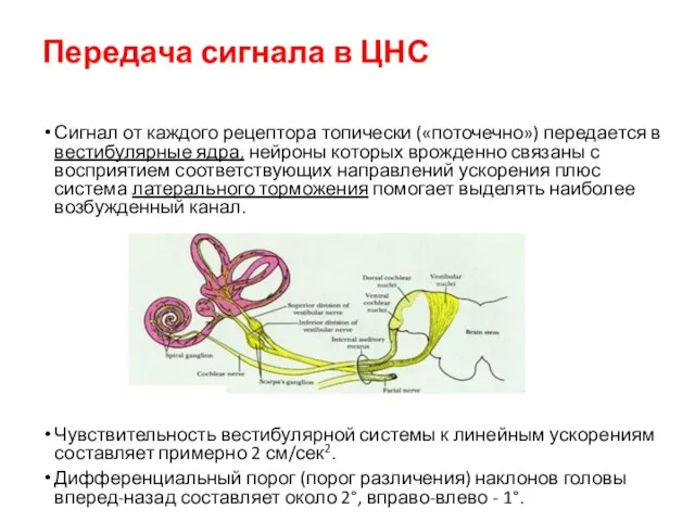 Передача сигнала в ЦНС Сигнал от каждого рецептора топически («поточечно») передается