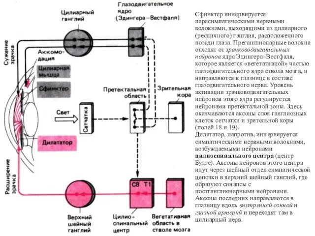 Сфинктер иннервируется парасимпатическими нервными волокнами, выходящими из цилиарного (ресничного) ганглия, расположенного