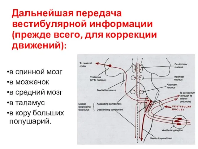 Дальнейшая передача вестибулярной информации (прежде всего, для коррекции движений): в спинной