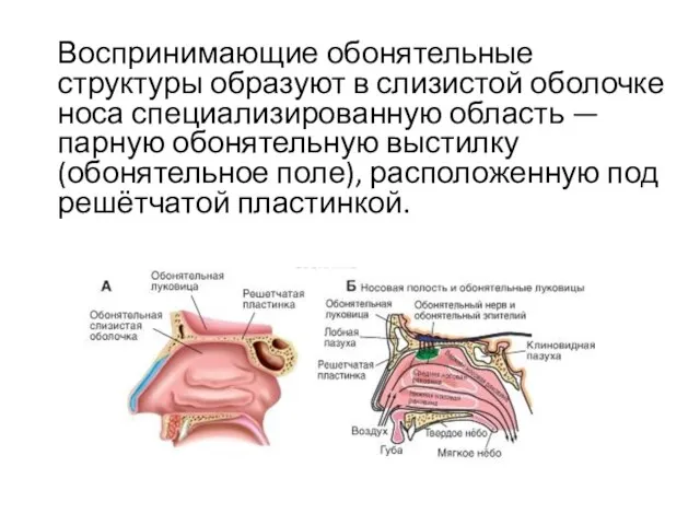 Воспринимающие обонятельные структуры образуют в слизистой оболочке носа специализированную область —