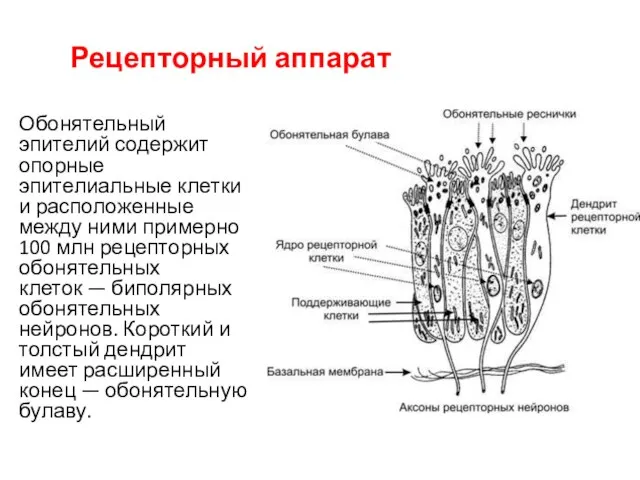 Рецепторный аппарат Обонятельный эпителий содержит опорные эпителиальные клетки и расположенные между