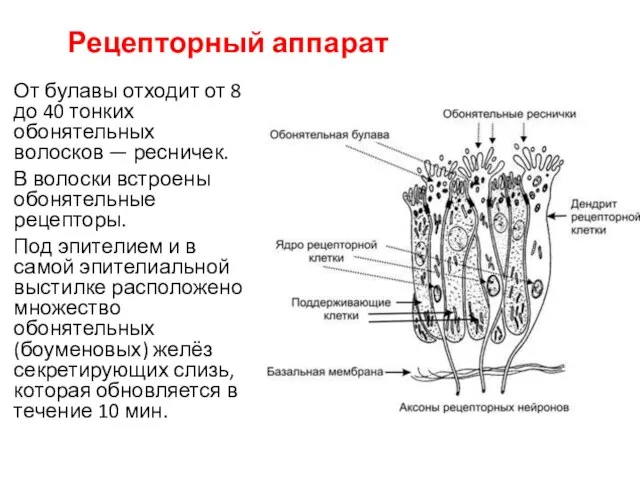 От булавы отходит от 8 до 40 тонких обонятельных волосков —