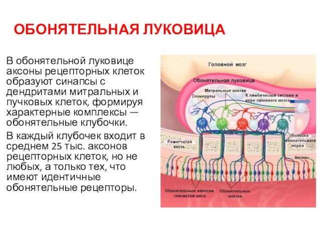 ОБОНЯТЕЛЬНАЯ ЛУКОВИЦА В обонятельной луковице аксоны рецепторных клеток образуют синапсы с