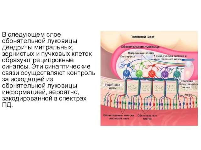 В следующем слое обонятельной луковицы дендриты митральных, зернистых и пучковых клеток