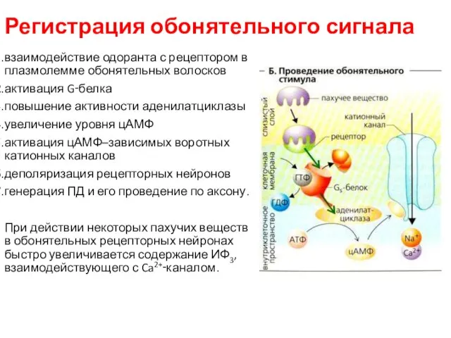 Регистрация обонятельного сигнала взаимодействие одоранта с рецептором в плазмолемме обонятельных волосков