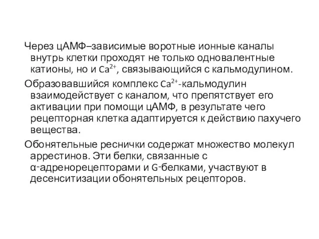 Через цАМФ–зависимые воротные ионные каналы внутрь клетки проходят не только одновалентные