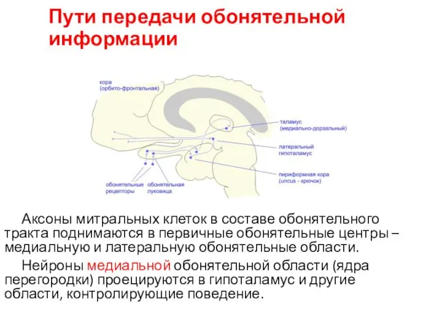 Пути передачи обонятельной информации Аксоны митральных клеток в составе обонятельного тракта