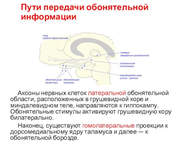 Пути передачи обонятельной информации Аксоны нервных клеток латеральной обонятельной области, расположенных