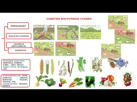 ЗАНЯТИЯ ВОСТОЧНЫХ СЛАВЯН ЗЕМЛЕДЕЛИЕ ПОДСЕЧНО-ОГНЕВОЕ ЗАЛЕЖНОЕ (ПЕРЕЛОЖНОЕ) ПАШЕННОЕ ЗЕРНОВЫЕ КУЛЬТУРЫ: ПШЕНИЦА,