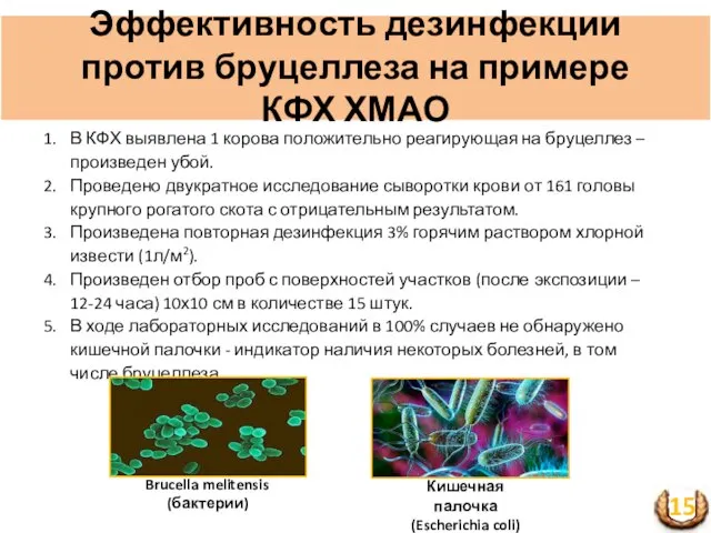 Эффективность дезинфекции против бруцеллеза на примере КФХ ХМАО В КФХ выявлена