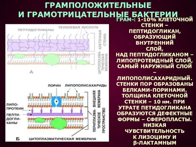 ГРАМПОЛОЖИТЕЛЬНЫЕ И ГРАМОТРИЦАТЕЛЬНЫЕ БАКТЕРИИ ГРАМ-: 1-10% КЛЕТОЧНОЙ СТЕНКИ – ПЕПТИДОГЛИКАН, ОБРАЗУЮЩИЙ