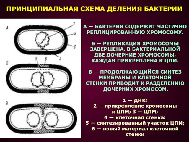 А — БАКТЕРИЯ СОДЕРЖИТ ЧАСТИЧНО РЕПЛИЦИРОВАННУЮ ХРОМОСОМУ. Б — РЕПЛИКАЦИЯ ХРОМОСОМЫ