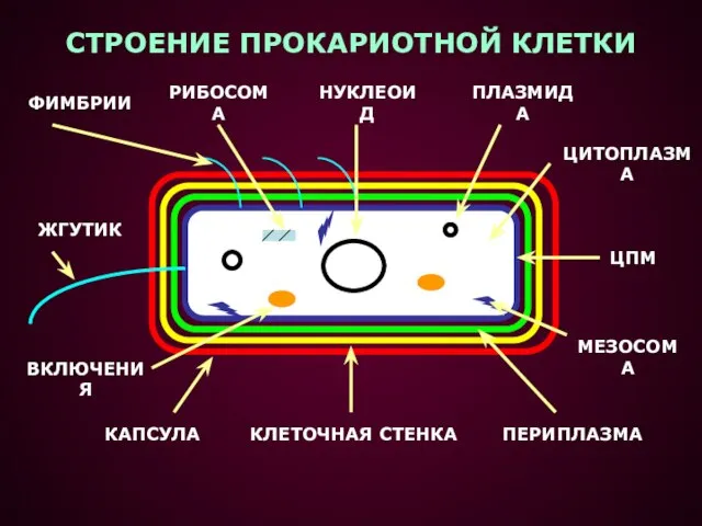 СТРОЕНИЕ ПРОКАРИОТНОЙ КЛЕТКИ КАПСУЛА КЛЕТОЧНАЯ СТЕНКА ПЕРИПЛАЗМА ЦПМ НУКЛЕОИД ПЛАЗМИДА РИБОСОМА МЕЗОСОМА ФИМБРИИ ЖГУТИК ВКЛЮЧЕНИЯ ЦИТОПЛАЗМА