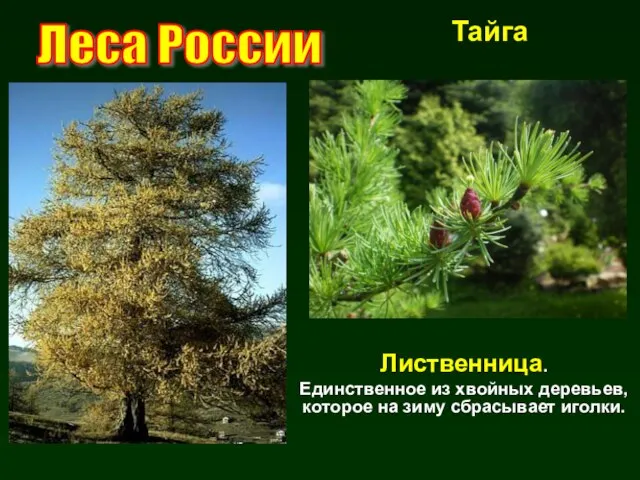 Лиственница. Единственное из хвойных деревьев, которое на зиму сбрасывает иголки. Леса России Тайга