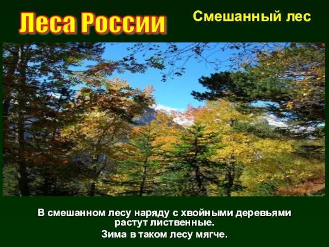 Леса России В смешанном лесу наряду с хвойными деревьями растут лиственные.