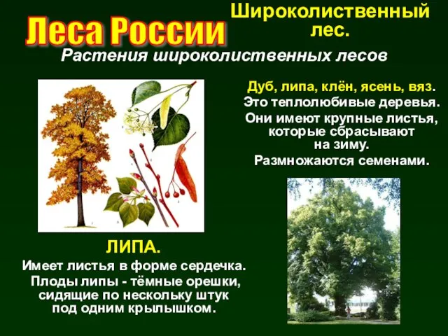 Растения широколиственных лесов Леса России Дуб, липа, клён, ясень, вяз. Это