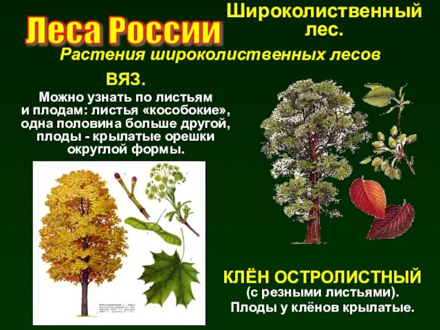Растения широколиственных лесов Леса России КЛЁН ОСТРОЛИСТНЫЙ (с резными листьями). Плоды