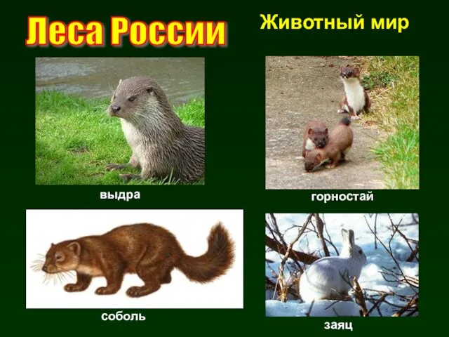 Леса России Животный мир выдра соболь горностай заяц