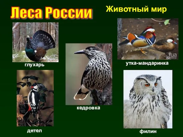 Леса России Животный мир филин глухарь дятел кедровка утка-мандаринка