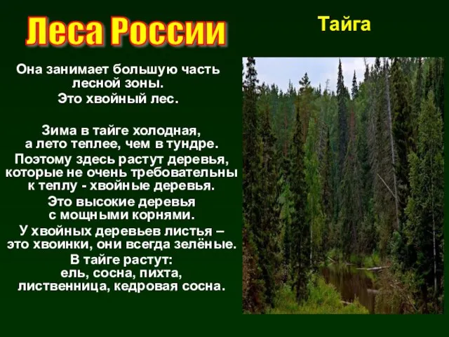 Тайга Леса России Она занимает большую часть лесной зоны. Это хвойный