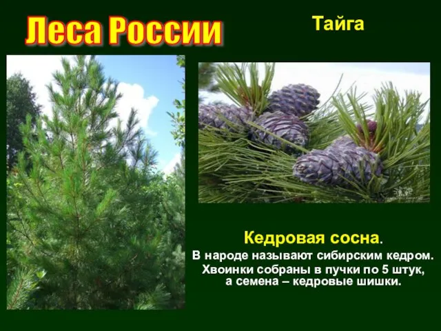 Кедровая сосна. В народе называют сибирским кедром. Хвоинки собраны в пучки