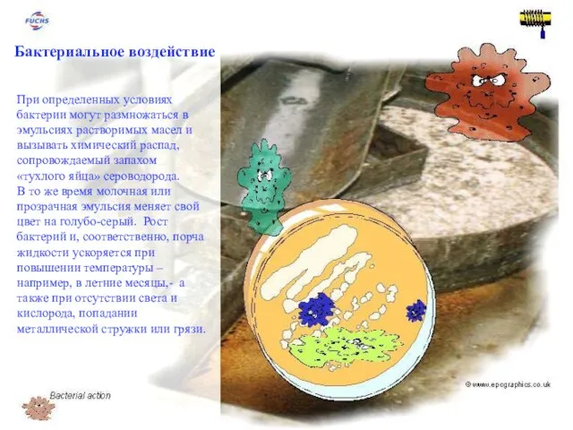Бактериальное воздействие При определенных условиях бактерии могут размножаться в эмульсиях растворимых