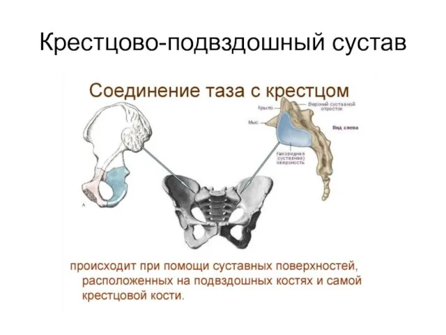 Крестцово-подвздошный сустав