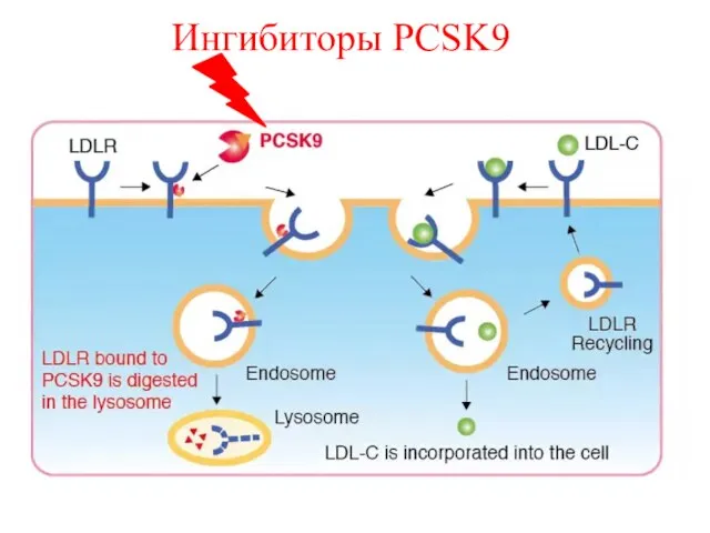 Ингибиторы PCSK9