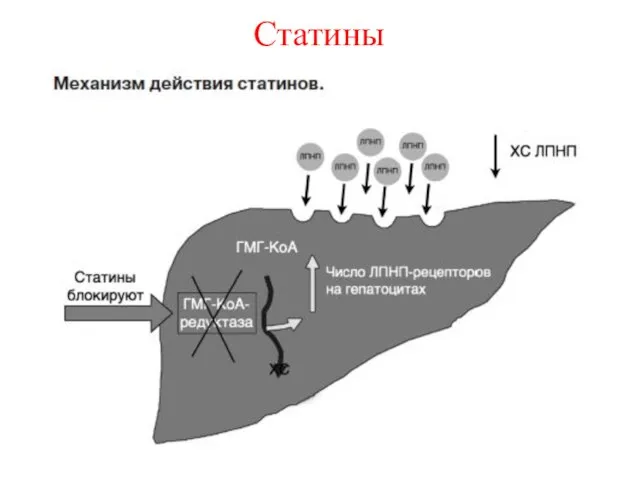 Статины