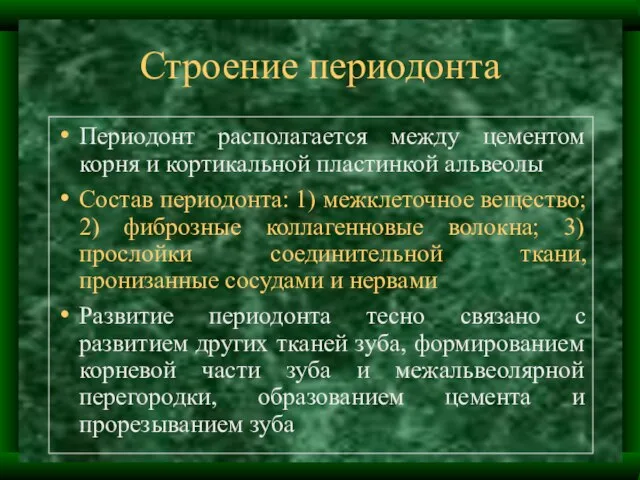 Строение периодонта Периодонт располагается между цементом корня и кортикальной пластинкой альвеолы