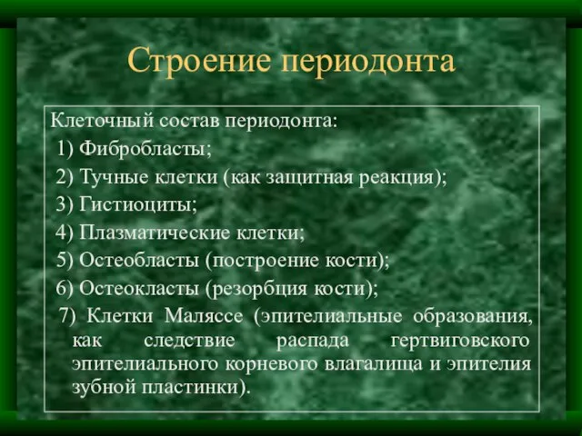 Строение периодонта Клеточный состав периодонта: 1) Фибробласты; 2) Тучные клетки (как