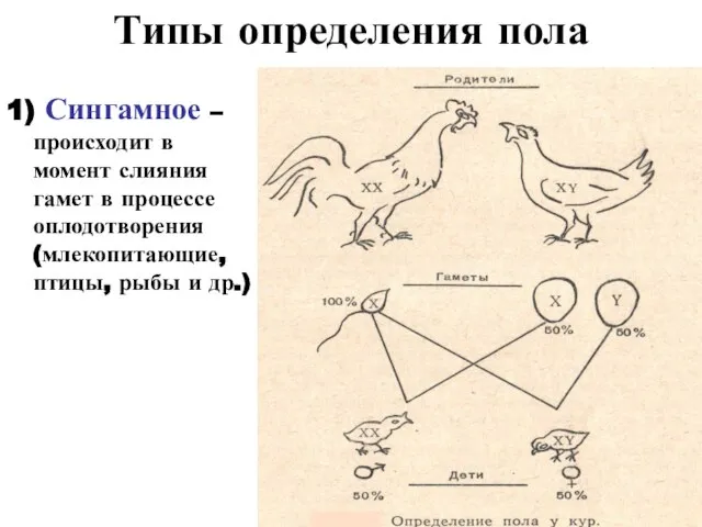 Типы определения пола 1) Сингамное – происходит в момент слияния гамет