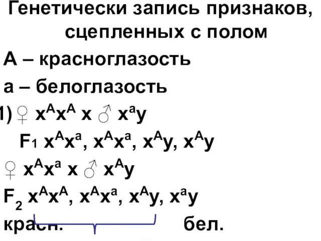 Генетически запись признаков, сцепленных с полом А – красноглазость а –