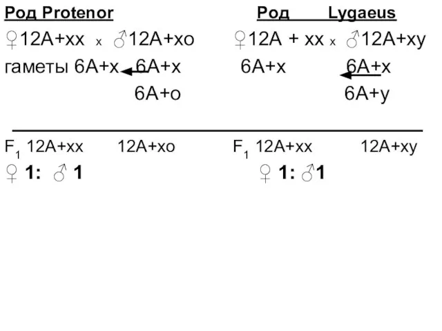 Poд Protenor Poд Lygaeus ♀12А+хх х ♂12А+хо ♀12А + хх х