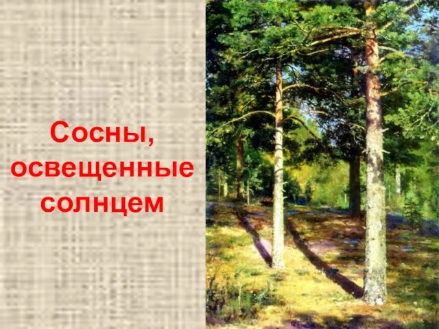 Сосны, освещенные солнцем